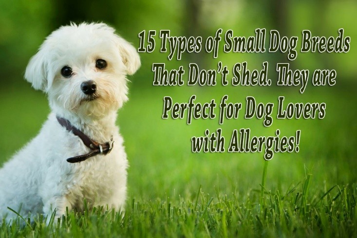 15 Types of Small Dog Breeds That Don’t Shed. They are Perfect for Dog Lovers with Allergies!