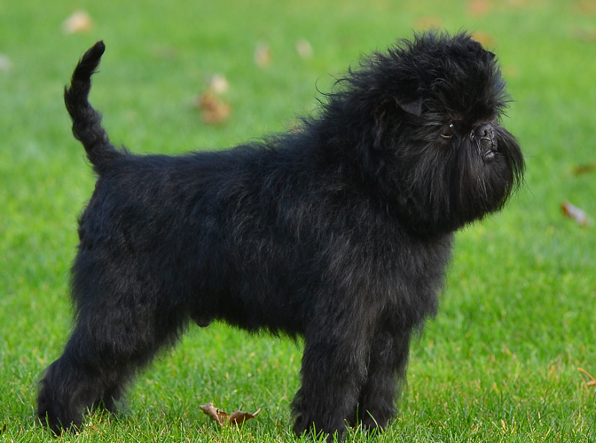 Affenpinscher