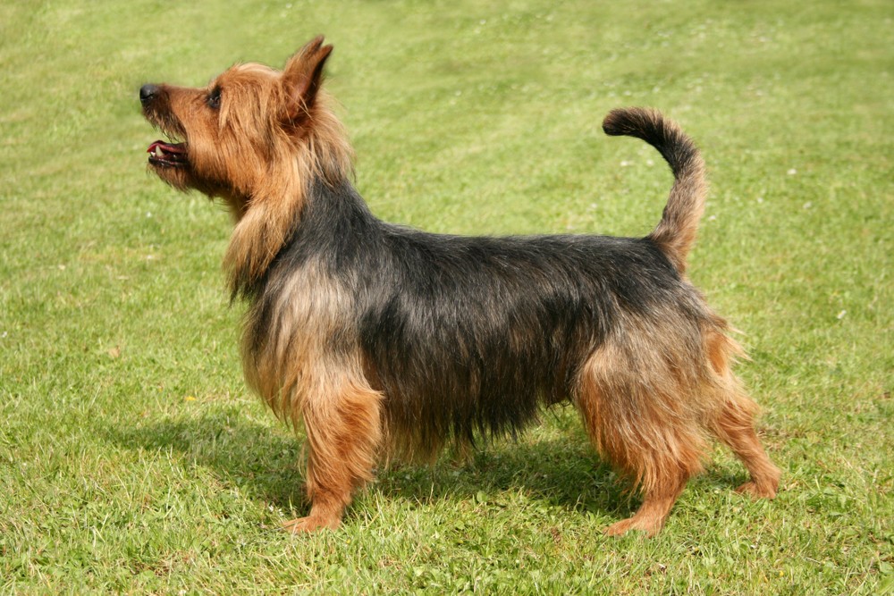 Australian Terrier