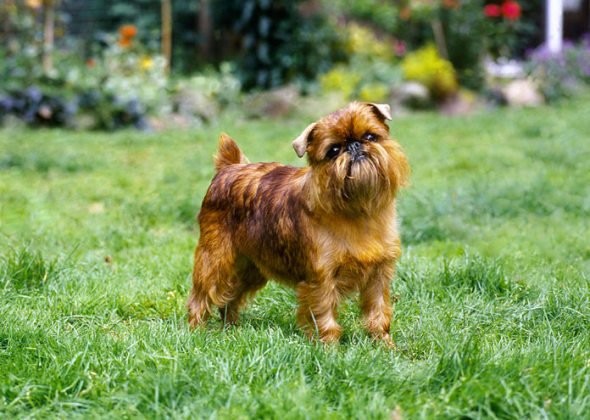 Brussels Griffon