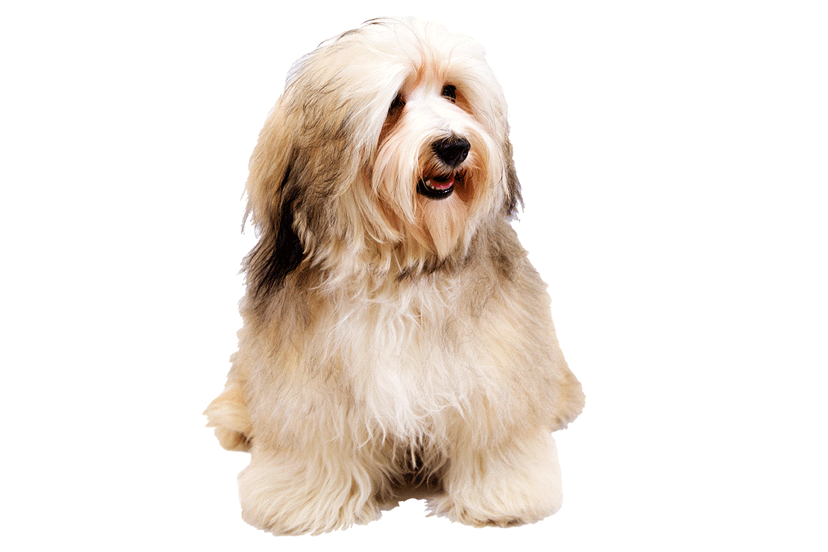 Havanese