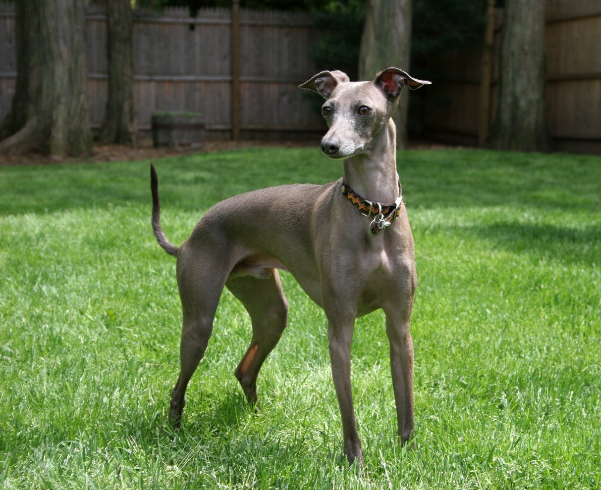 Italian Greyhound