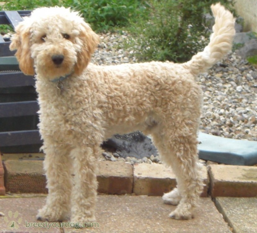 different types of poodles breeds