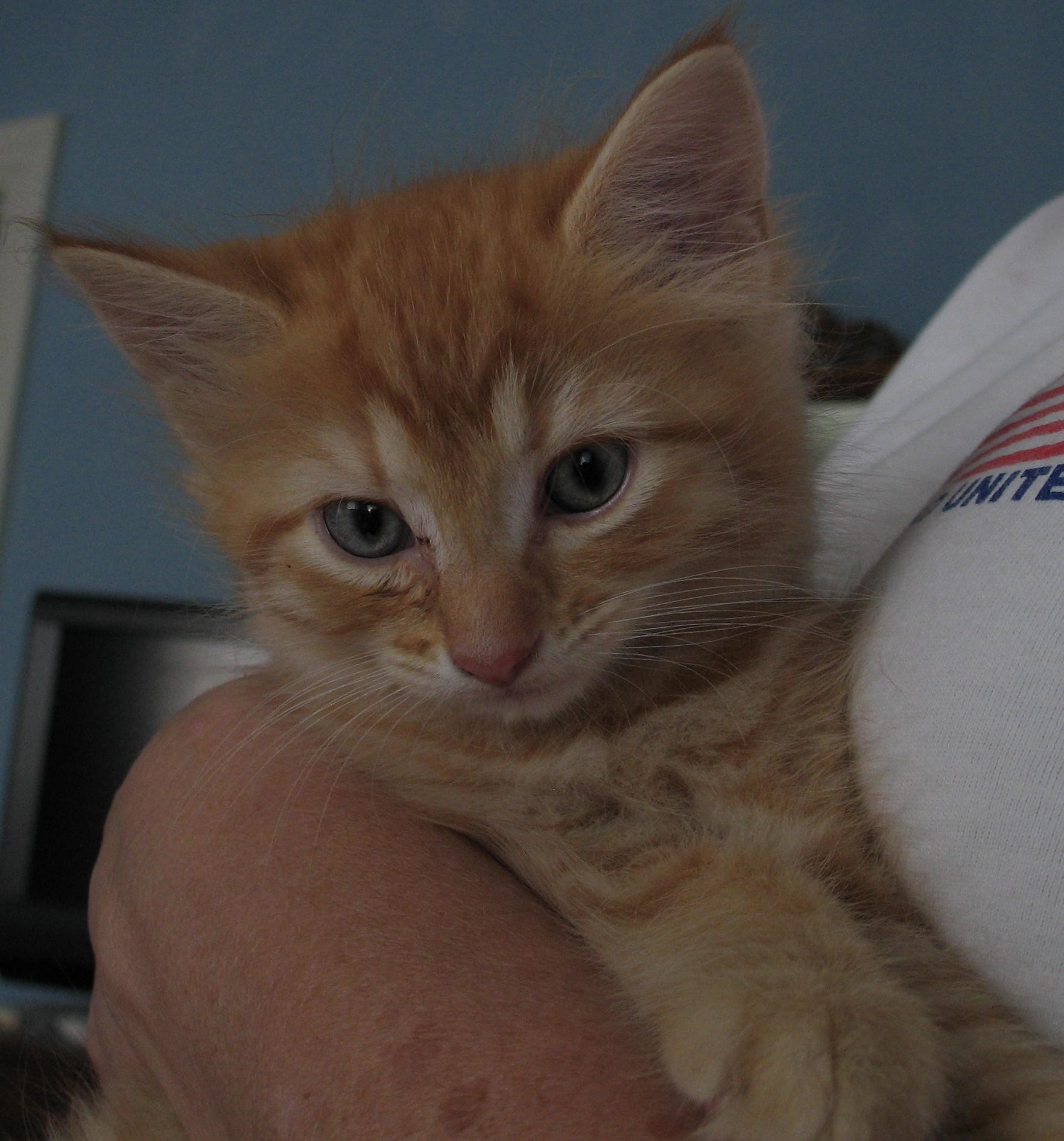 10 Helpful Things To Know When You Encounter Bobcat Kittens