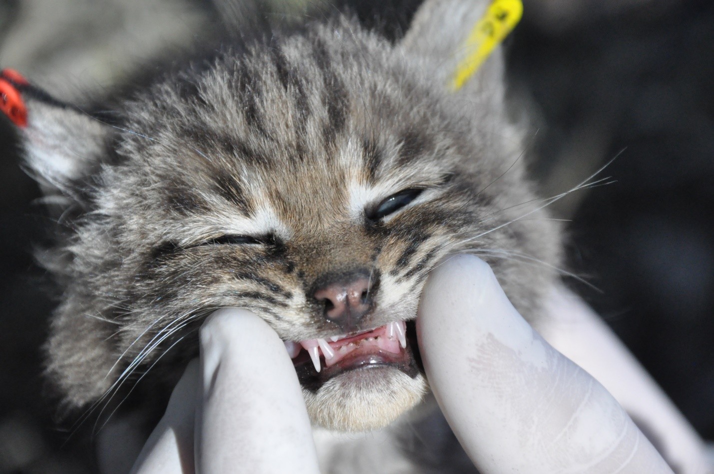 10 Helpful Things To Know When You Encounter Bobcat Kittens
